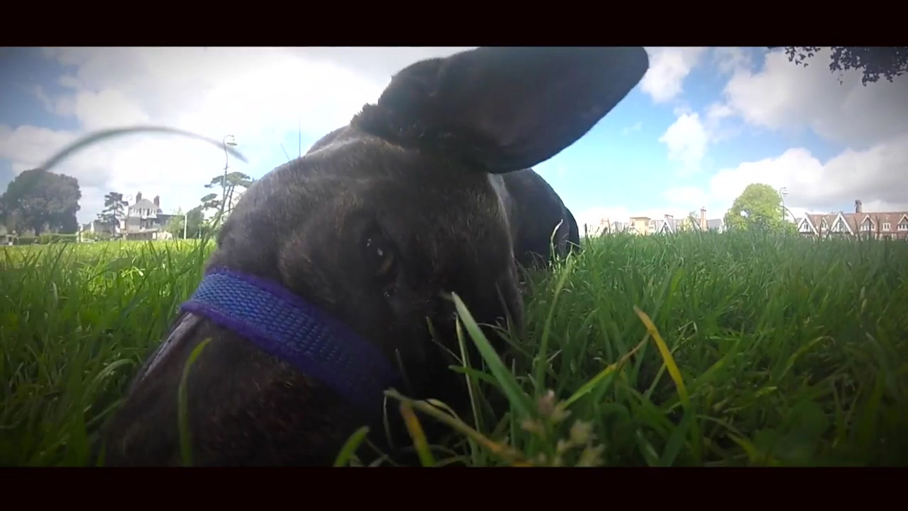 Walkies